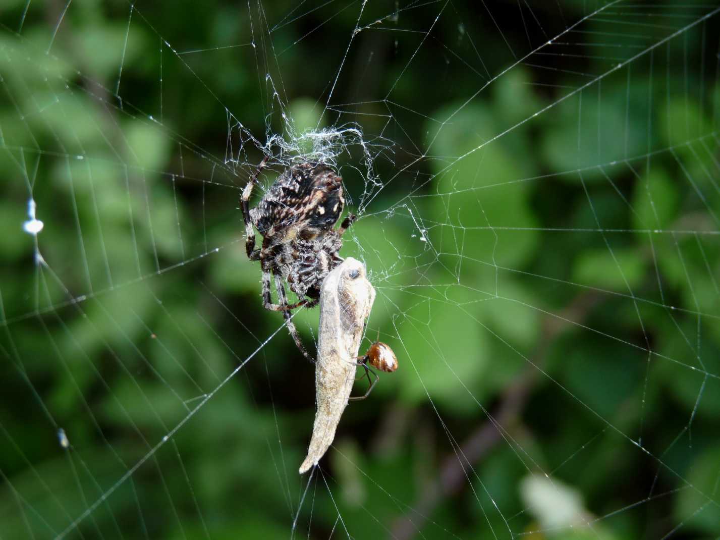 Araneus sp.